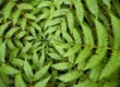 Concentric circles of ferns