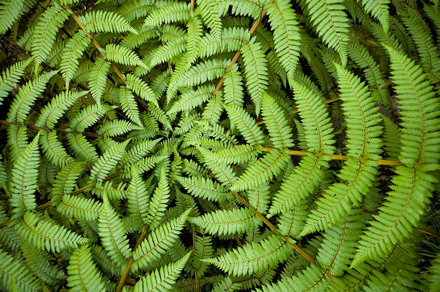 Concentric circles of ferns